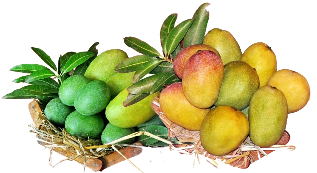 Organic Mangoes Online