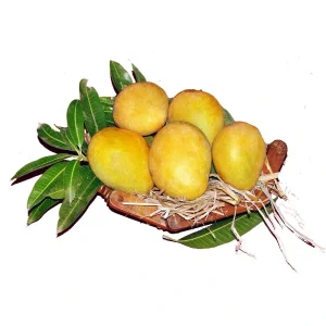 Banginapalli mango fresh golden yellow mango Andhra Pradesh