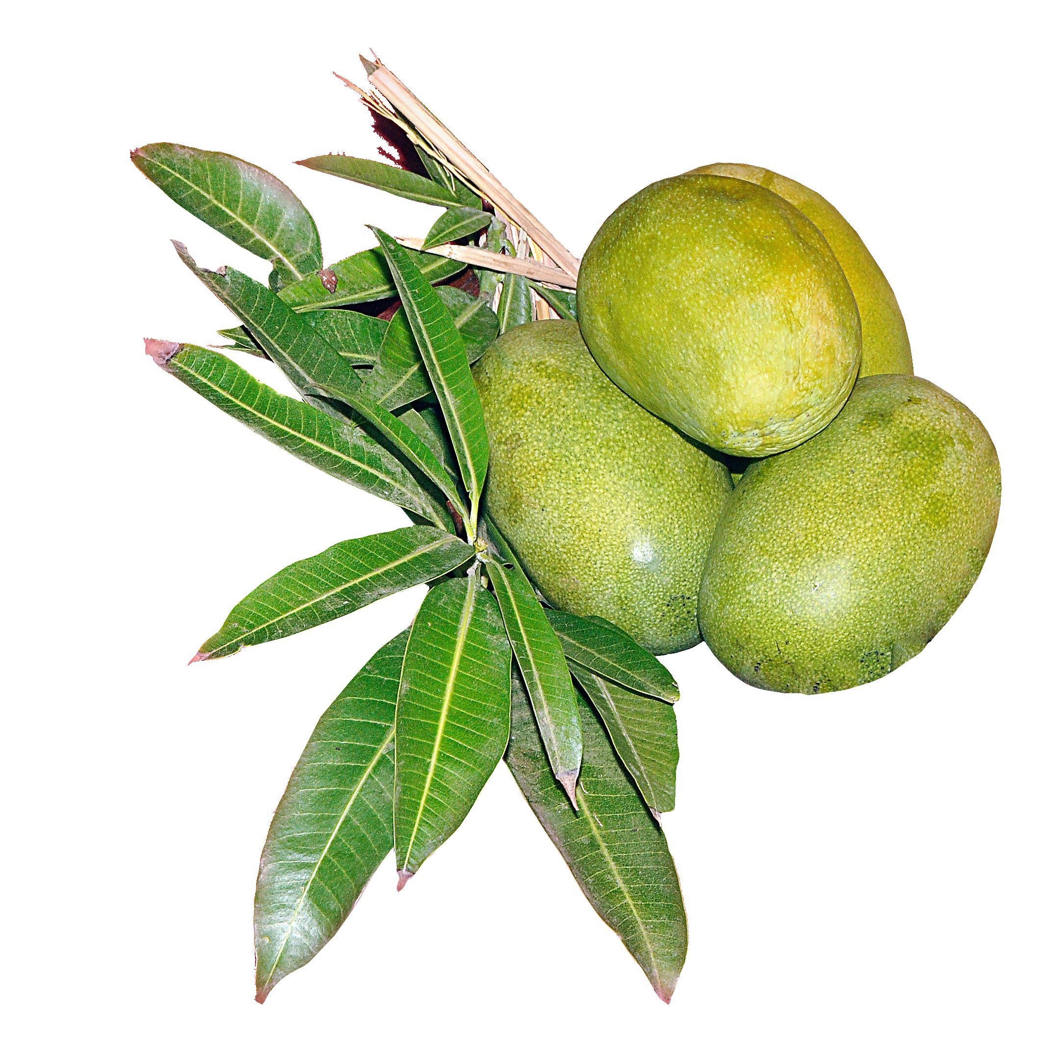 Kothapalli Kobbari mango fresh raw mango for Avakaya pickle Andhra Pradesh