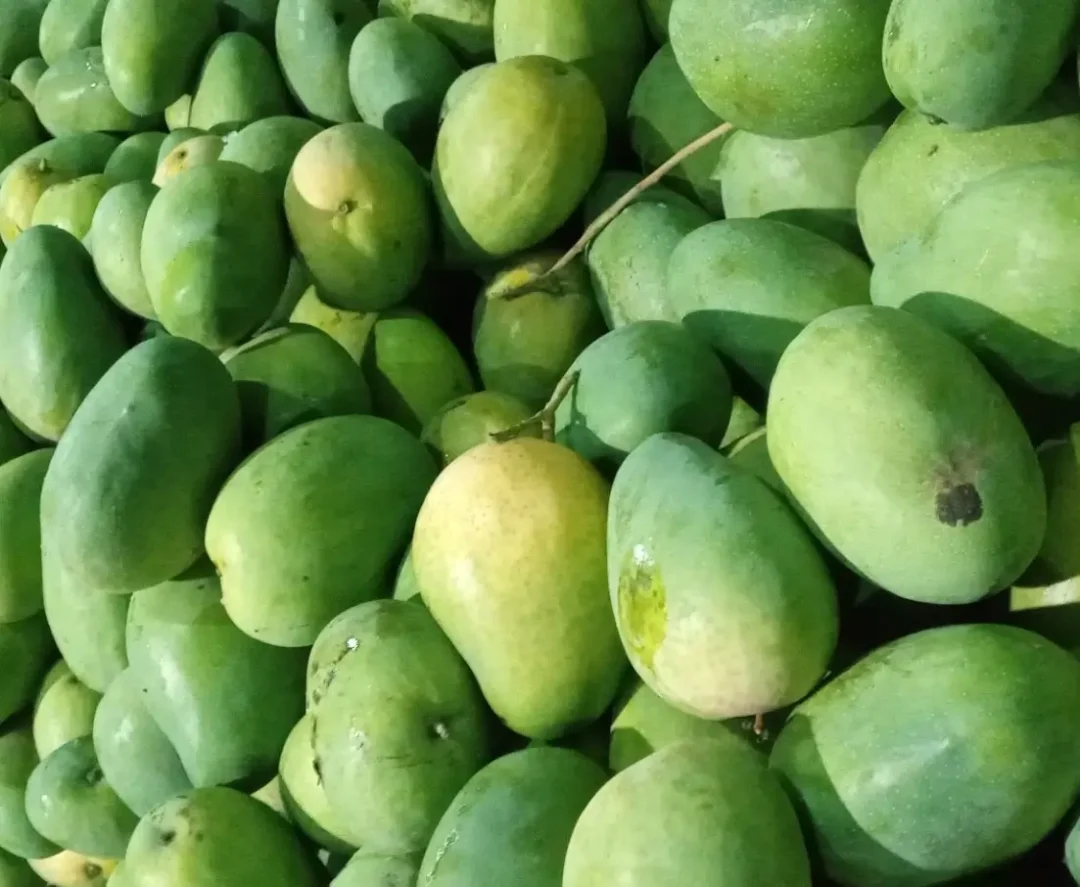 Banginapalli Mango – The Pride of Summer in India