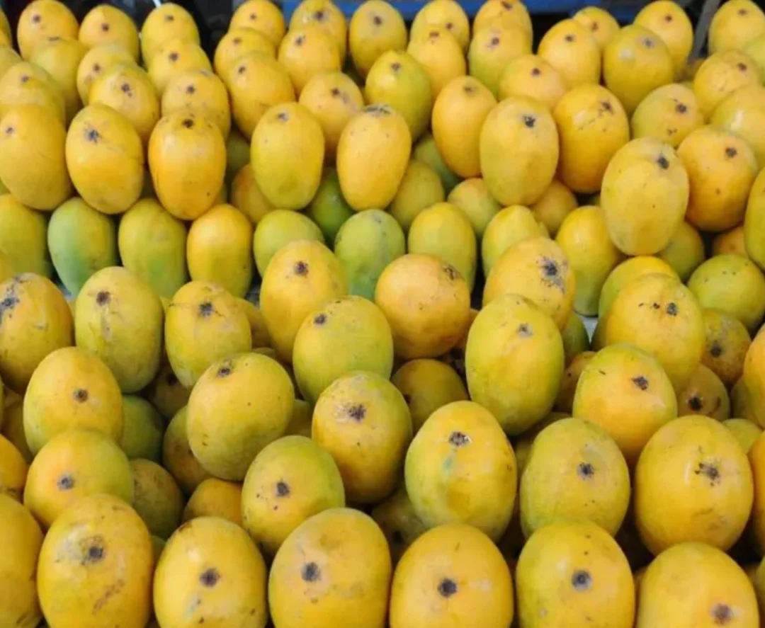 Pedda Rasalu Mango – The Real Taste of Juicy Summer