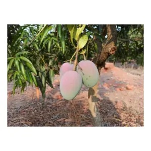 Pickle Mango Raw Suvarna Rekha