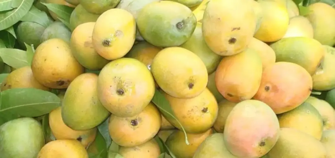 Kothapalli Kobbari Mango – A Unique Traditional Mango Variety from Andhra Pradesh