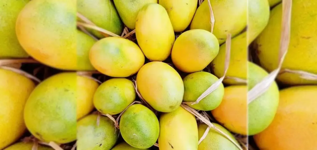 Cheruku Rasalu Mango: The Sweet Jewel of Indian Orchards